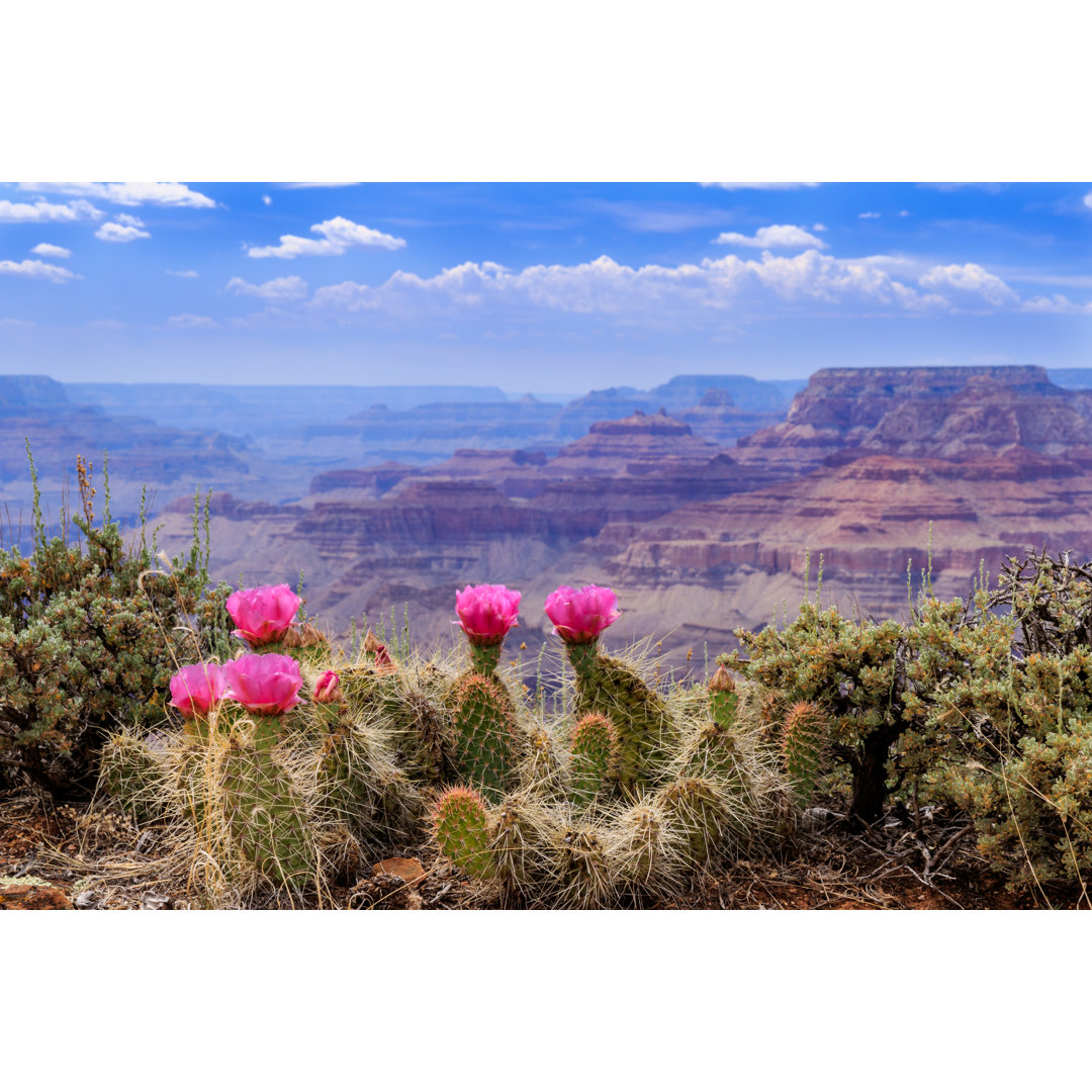 Leinwandbild Feigenkaktus blüht am Grand Canyon Rim von DGHayes