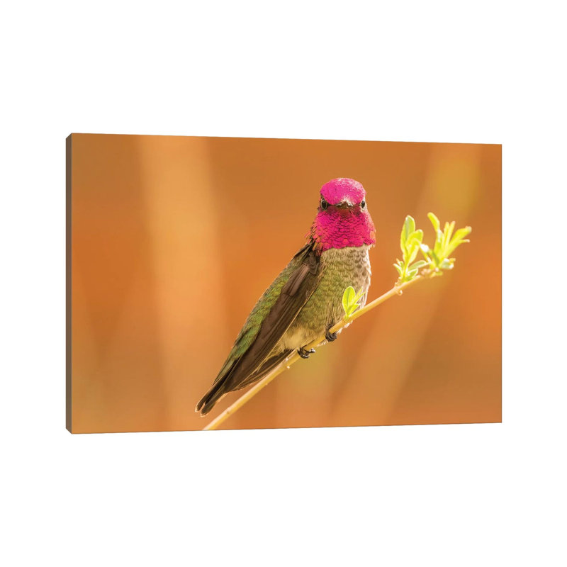 USA, Arizona, Arizona-Sonora Desert Museum. Male Anna's Hummingbird Displaying. by Jaynes Gallery - Wrapped Canvas Gallery-Wrapped Canvas Giclée