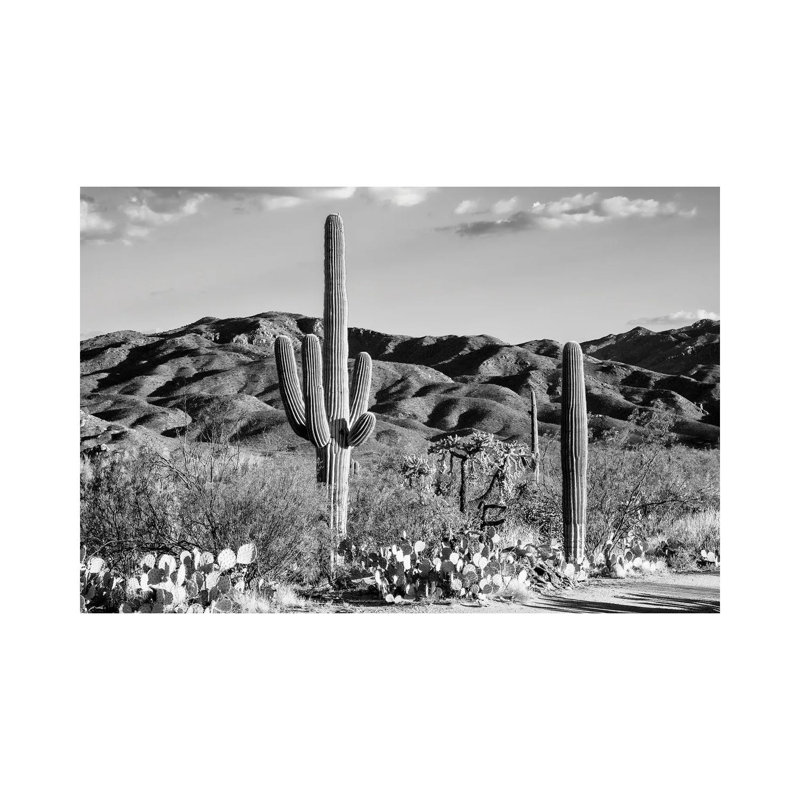Black Arizona Series - Tucson Desert Cactus - Wrapped Canvas Print, 20.32 cm H x 30.48 cm W