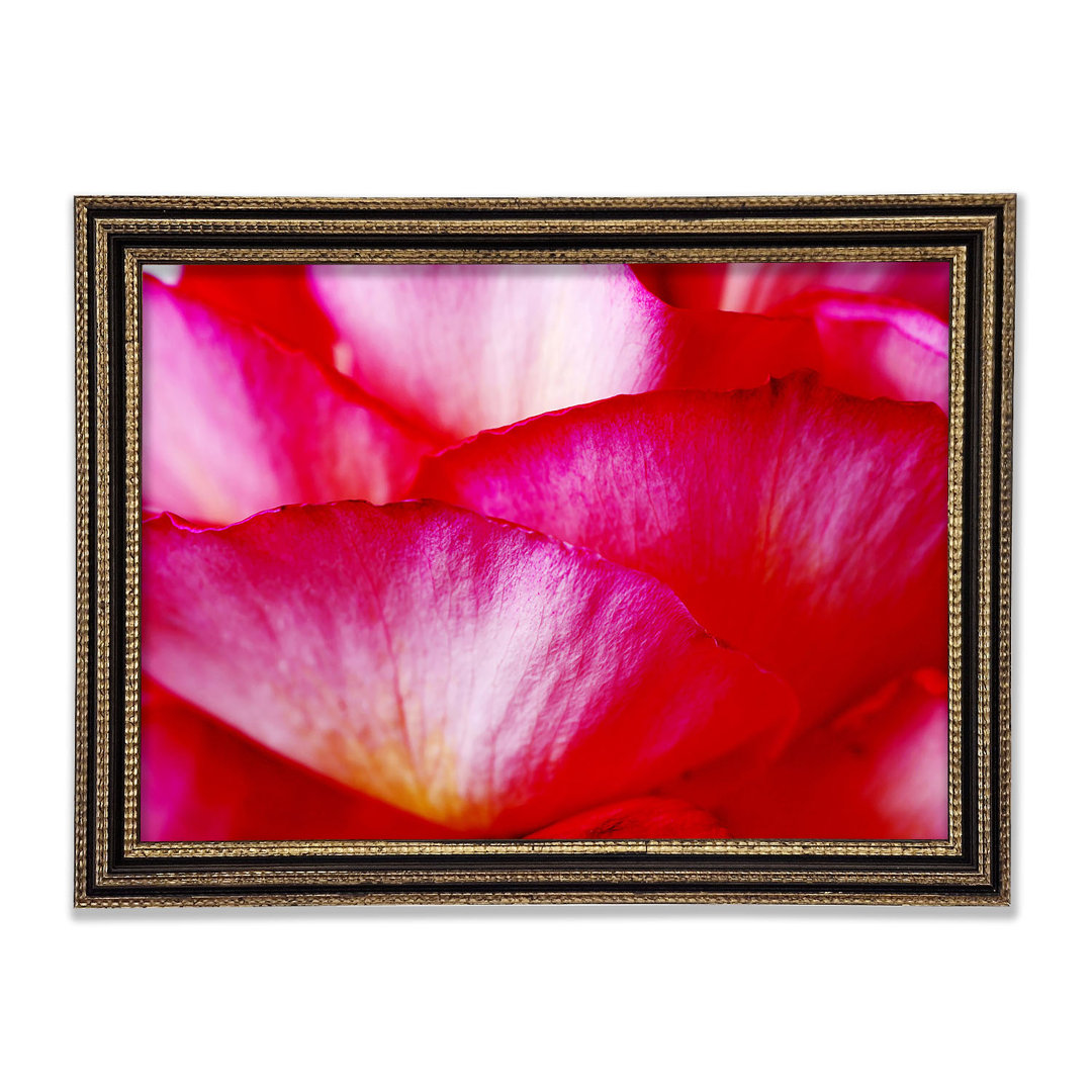 Die Wellen einer rosa Blume - Druck