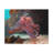 Majestic Giant Cuttlefish Floating in the Ocean Print Animal Wall Art-443345166