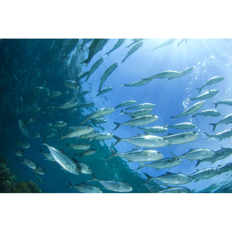 Chauntell Bigeye Trevally Fish on Canvas par RichCarey, H 8 po x l 12 po