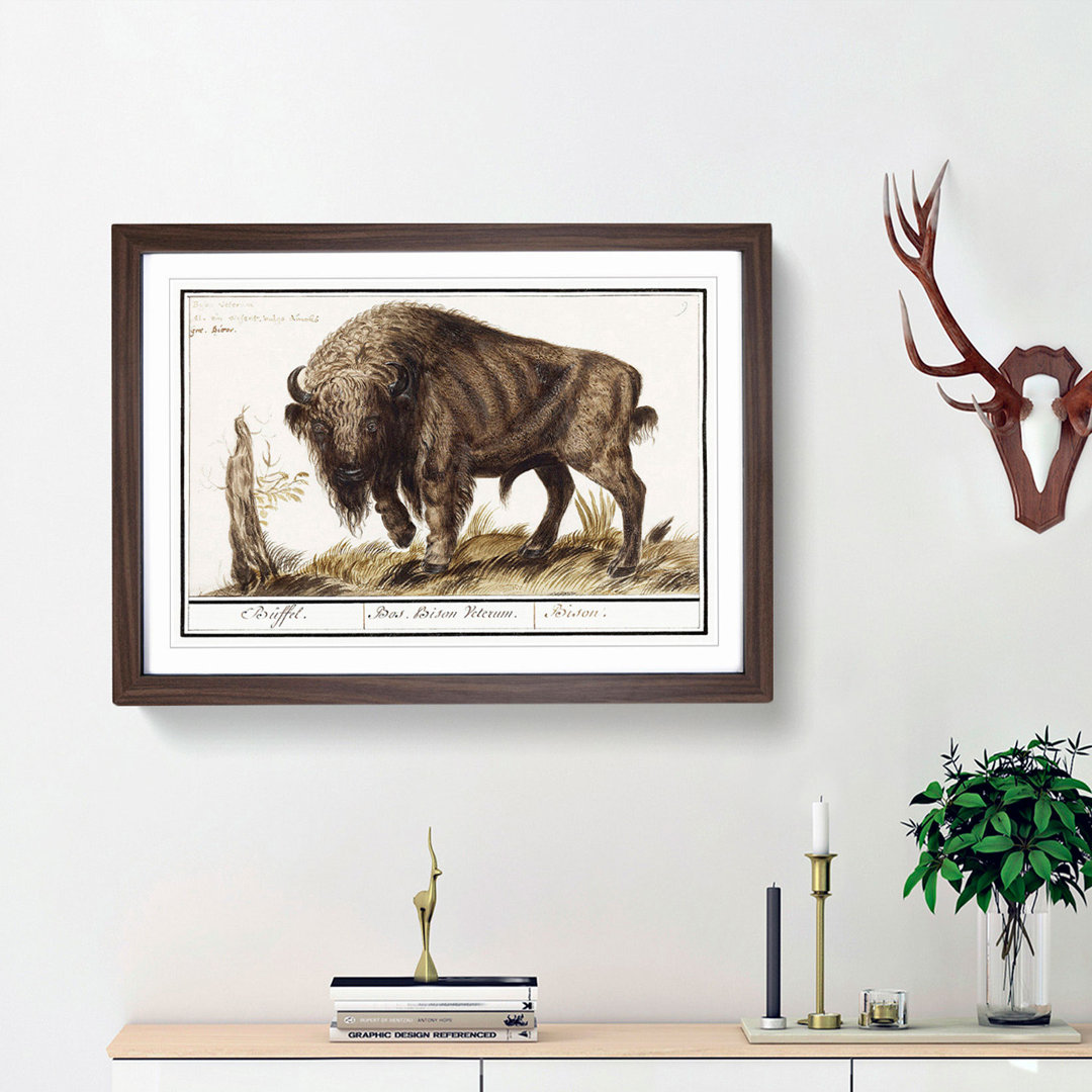 Bison by A.B. de Boodt - Picture Frame Art Print