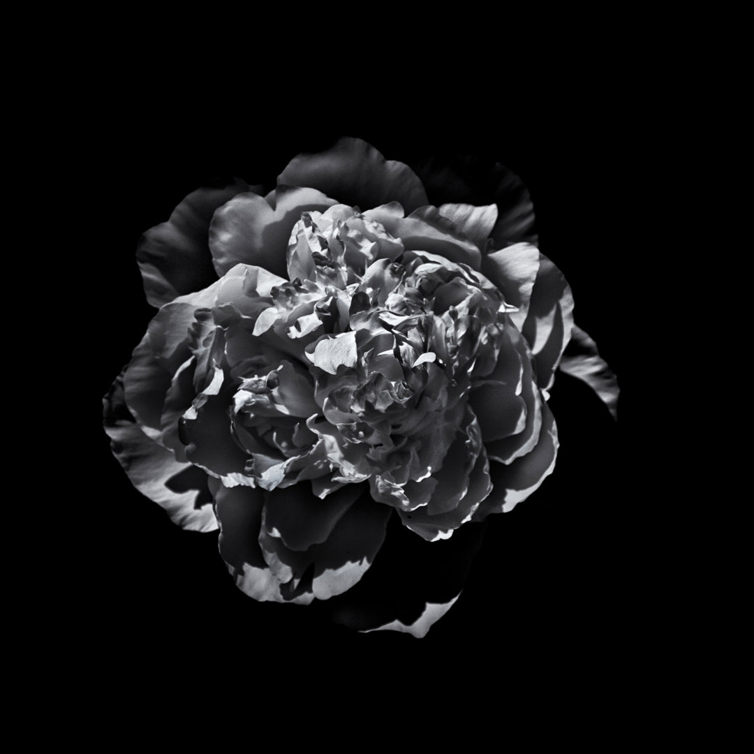 Leinwandbild Black and White Camelia III von Brian Carson