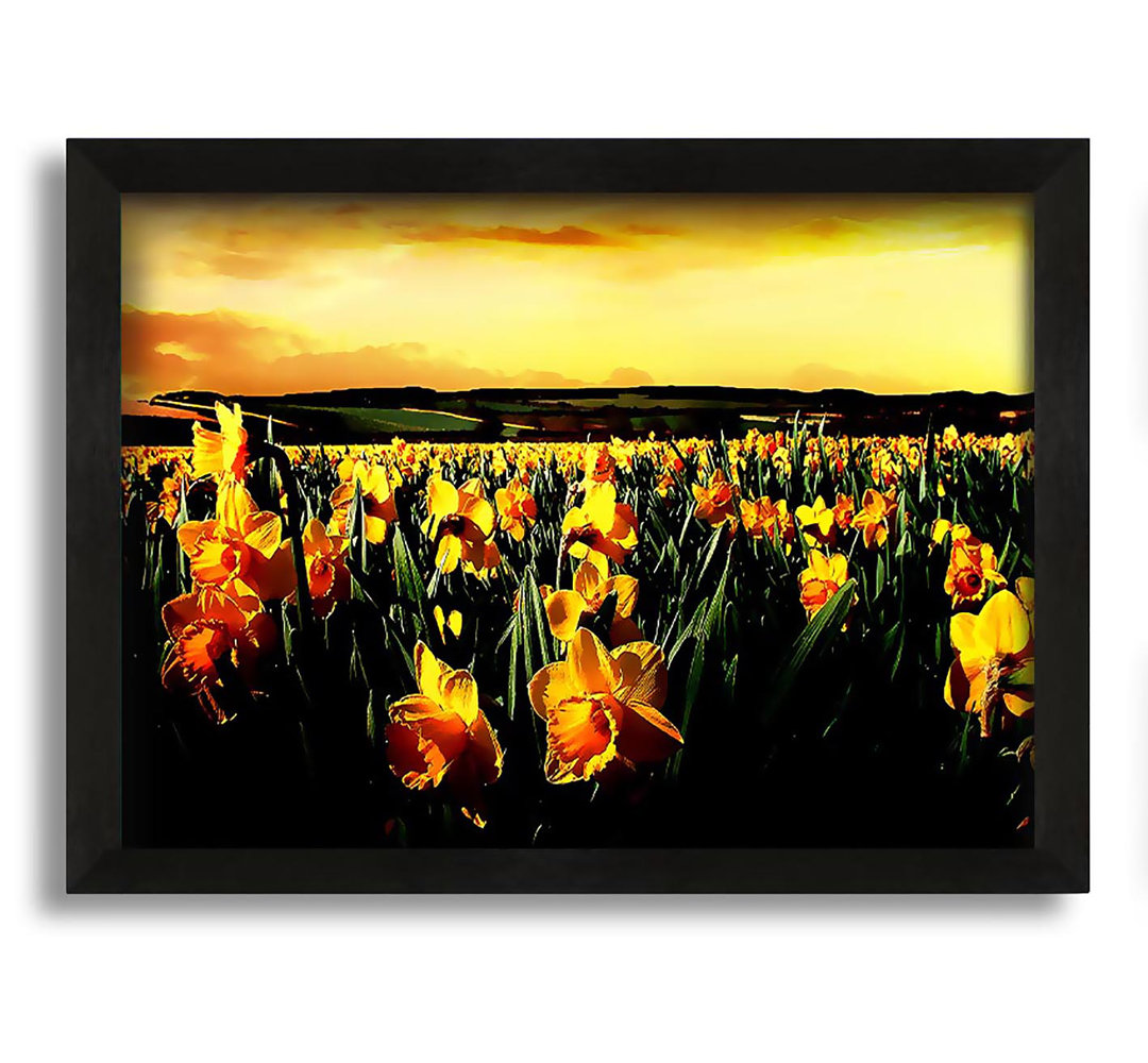 Gerahmtes Leinwandbild Field Of Golden Daffodils