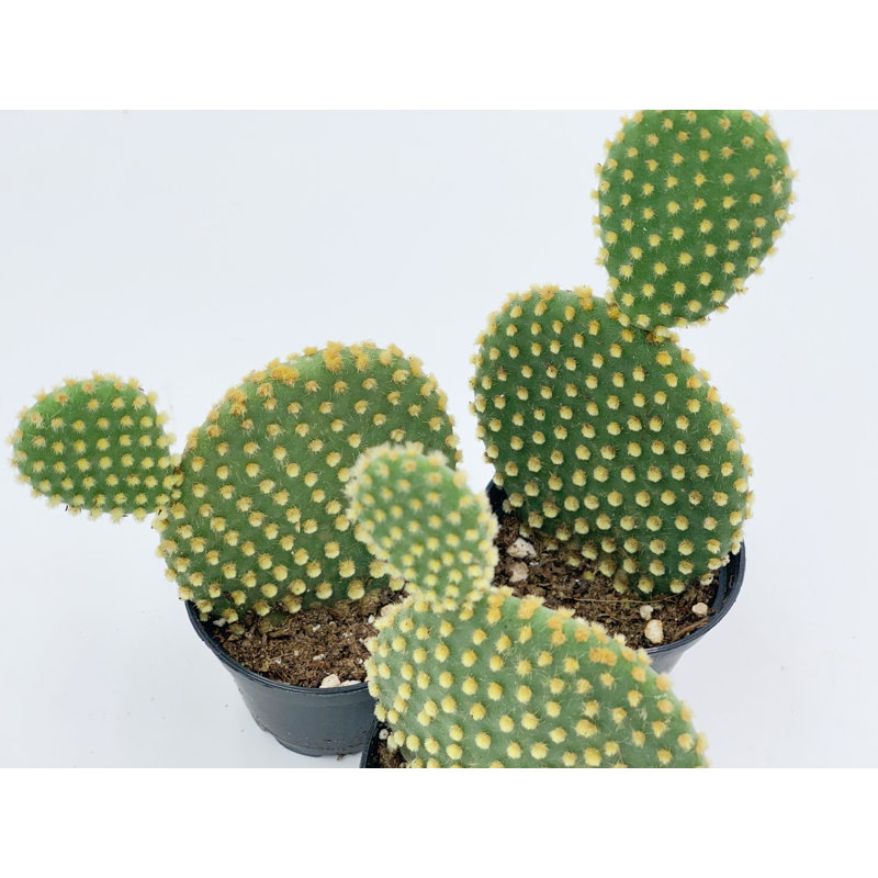 Bunny Ear Prickly Pear Cactus