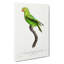 Parrot by F. Levaillant - Wrapped Canvas-55323370