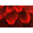 Andreoni Floral Indoor Rug-650518484