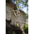 Flying Barn Owl Wall Plaque