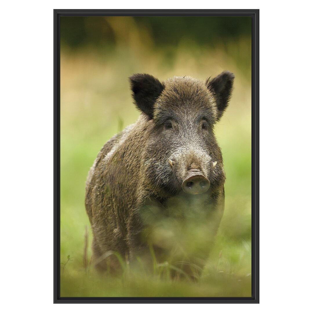 Gerahmtes Wandbild Wildschwein auf Wiese