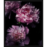Morning Dew On Flowers Giclee Print by Soicher Marin Archives