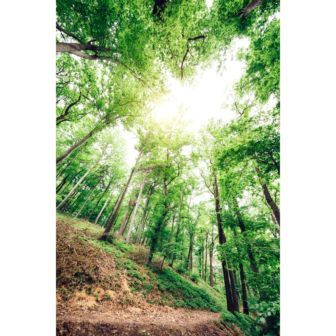 Pfad im grünen Wald von Borchee - Leinwandbild