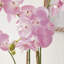 Conservatory Orchid Drop in Plant-767776364