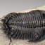 Genuine Trilobite (Ptychopariida) Fossil On Matrix (336.7 Grams)