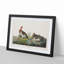 Willow Grouse by John James Audubon - Framed Print-55641027-55641028