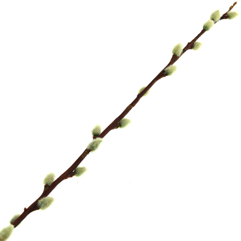 Pussy Willow Arrangement