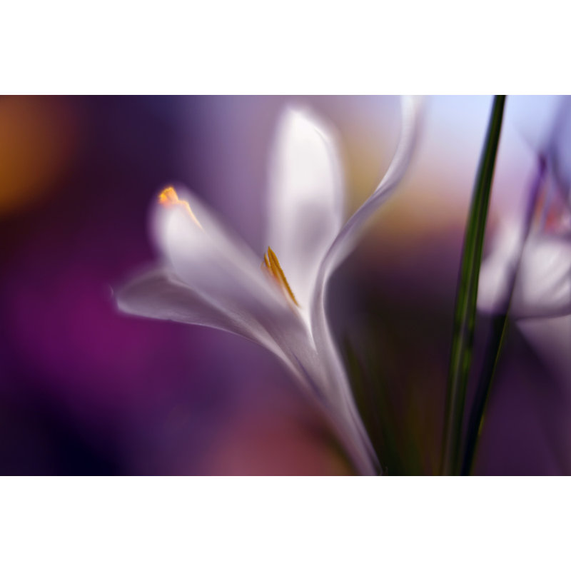 Wrapped Canvas Print, 50.8 cm H x 76.2 cm W