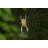 Garden Spider by Kelly Loves - Wrapped Canvas Rectangle Print-548588463