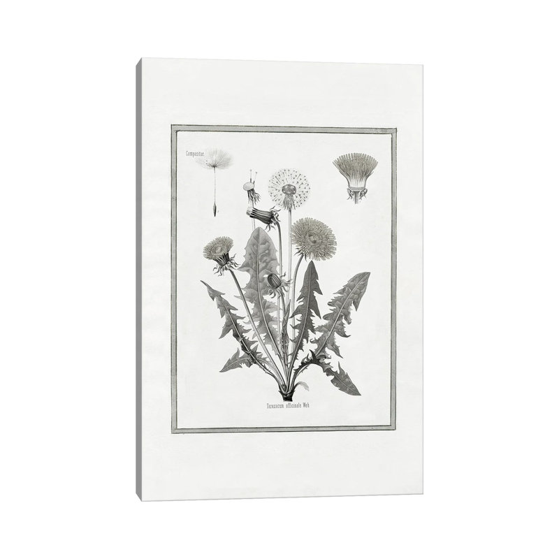 Dandelion I by Kelly Donovan - No Frame Gallery-Wrapped Canvas Giclée on Canvas