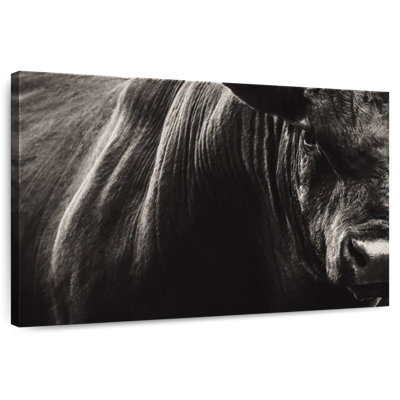 Black Angus Bull Close Up