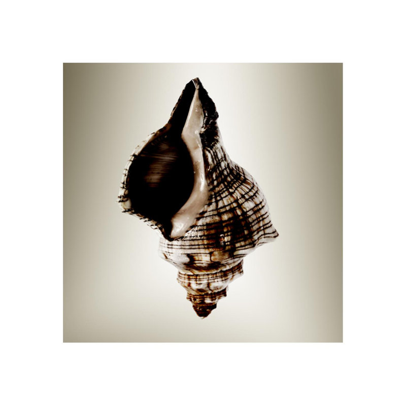 «Gilt Shells IV» par Zoey Riley - photographie, Plexi, H 30 po x l 30 po x P 1,5 po