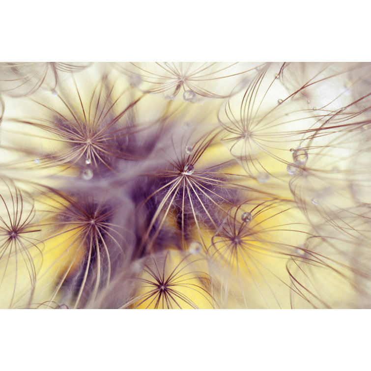 Beauty Dandelion by KulikovaN - Wrapped Canvas Print
