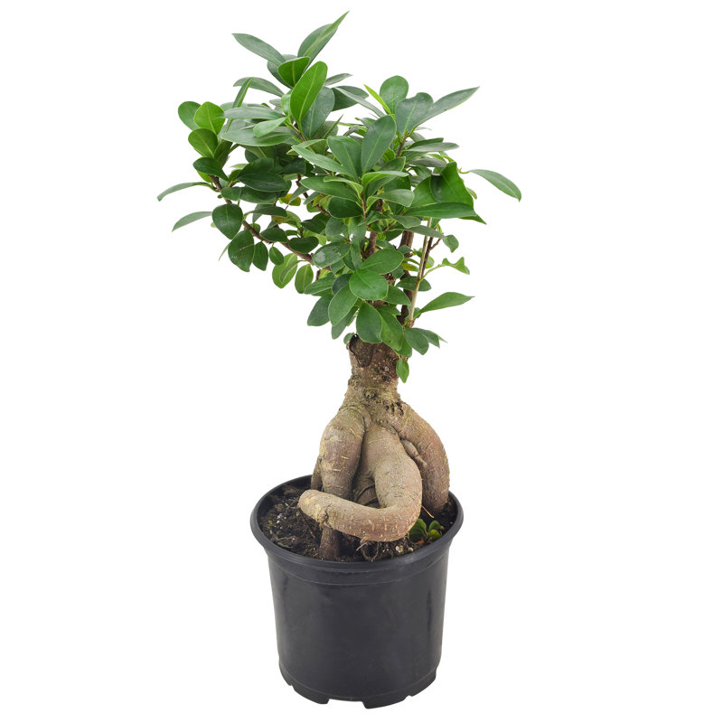 Elegant Ficus Bonsai in Black 6" Plastic Pot - Air Purifying Indoor Plant
