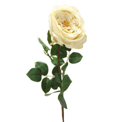 Rose de jardin anglaise 27 po x 1 - vert crème