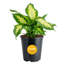 Dumb Cane in Nursery Pot