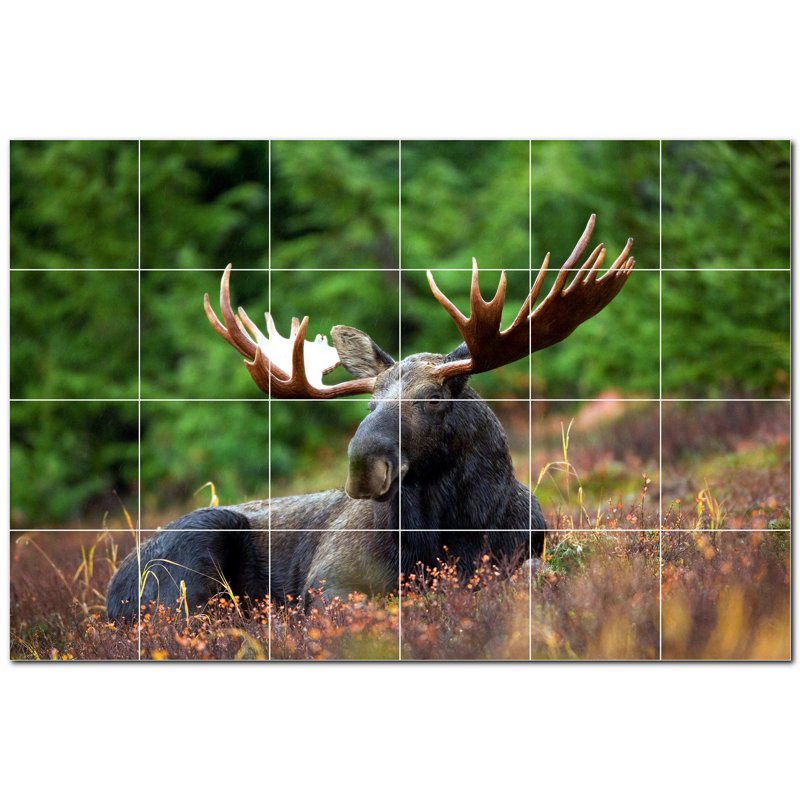 Cerf photo 8 x 8