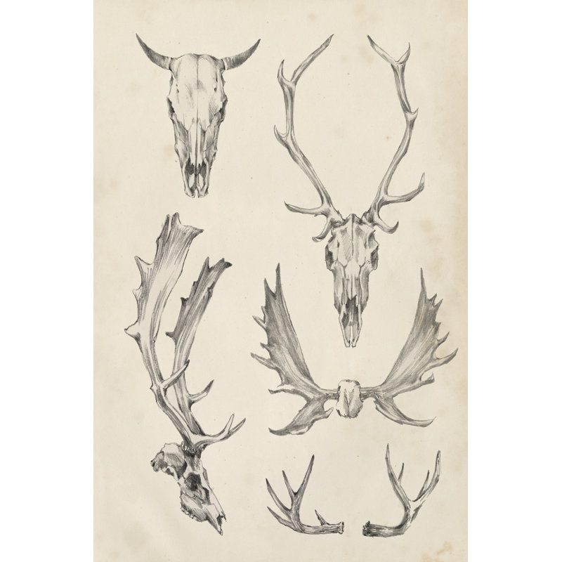Skull and Antler Study II by Ethan Harper - Graphic Art Print, Wrapped Canvas, 76cm H x 51cm W