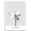 Picture, White Lotus Flower - No Frame Print on Canvas-98483554