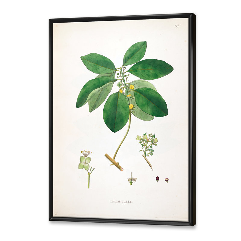 Vintage Botanicals V - peinture sur toile, H 32 po x l 16 po x P 1 po, Cadre flottant noir