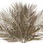 Areca Palm Stem