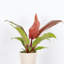 Live Prince of Orange Philodendron Plant
