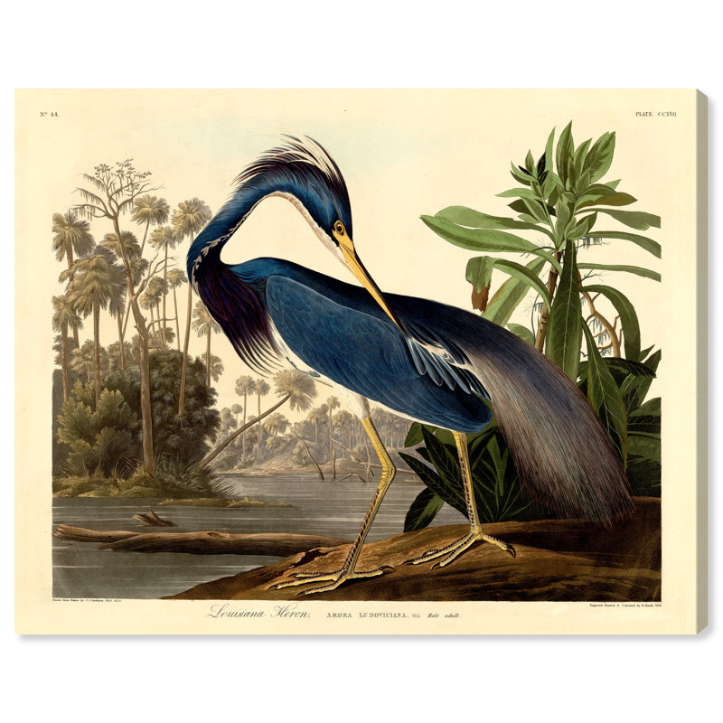 Louisiane héron - Impression sur toile, Toile tendue, H 17 po x l 20 po, Sans cadre