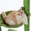 Perchoir pour chat 37 "Coyst