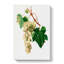 Muscat Grapes by Giorgio Gallesio - Wrapped Canvas Painting-55360687