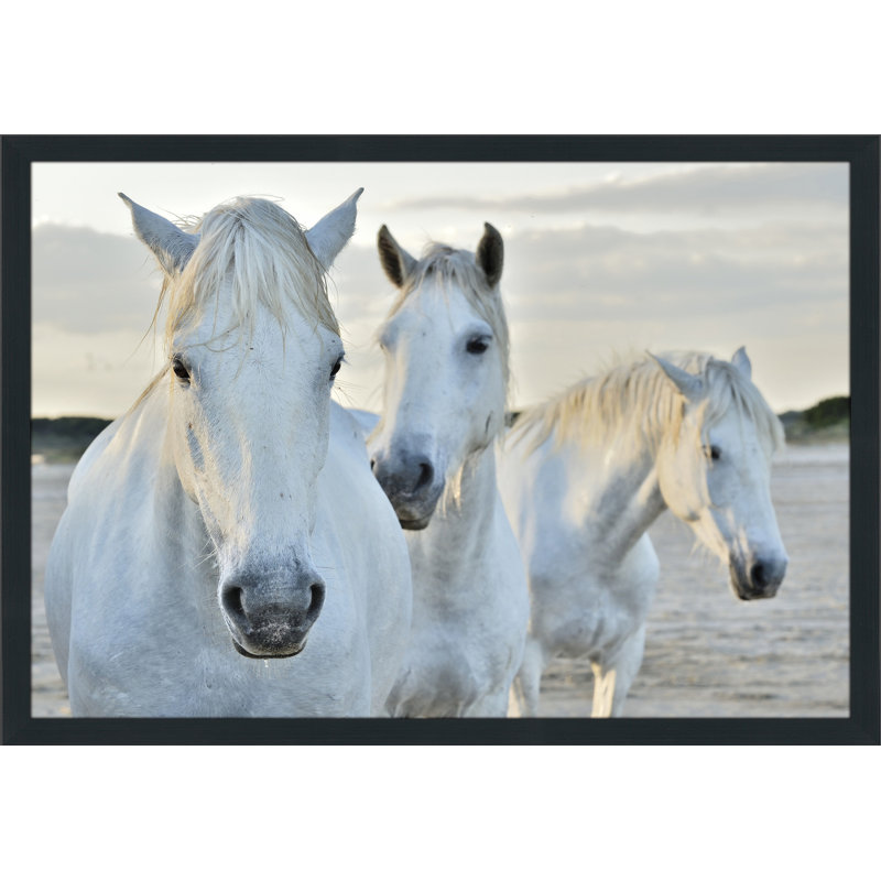 « white horse », reproduction de photo encadrée, H 35,5 po x l 51,5 po x P 0,75 po