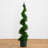 Cypress Spiral Tree