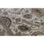 Magnolia Wool Oriental Area Rug in Beige/Brown