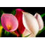 Kerriana Lillies in a Gaggle - reproduction de photo sur toile tendue-1274587060