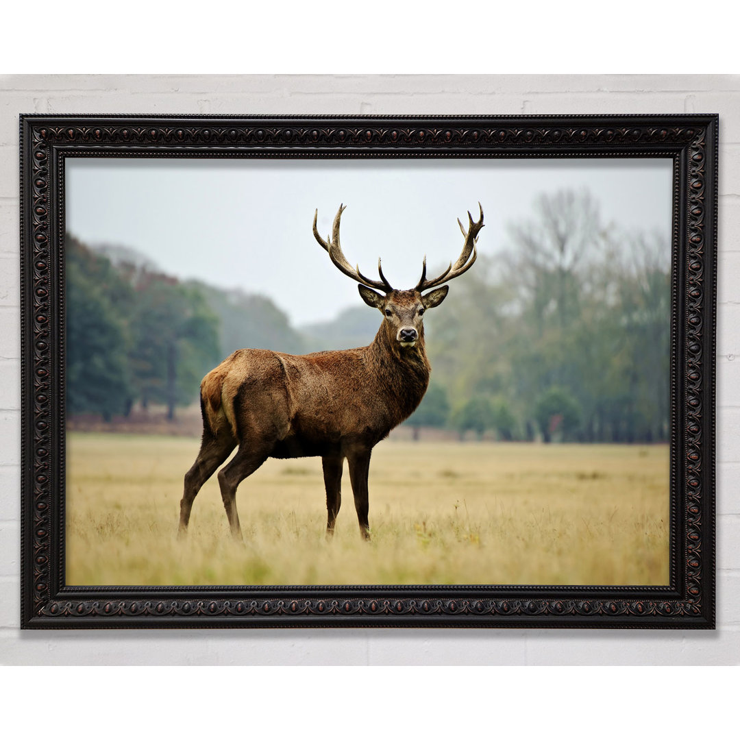 Red Deer Beauty - Einzelner Bilderrahmen Kunstdrucke