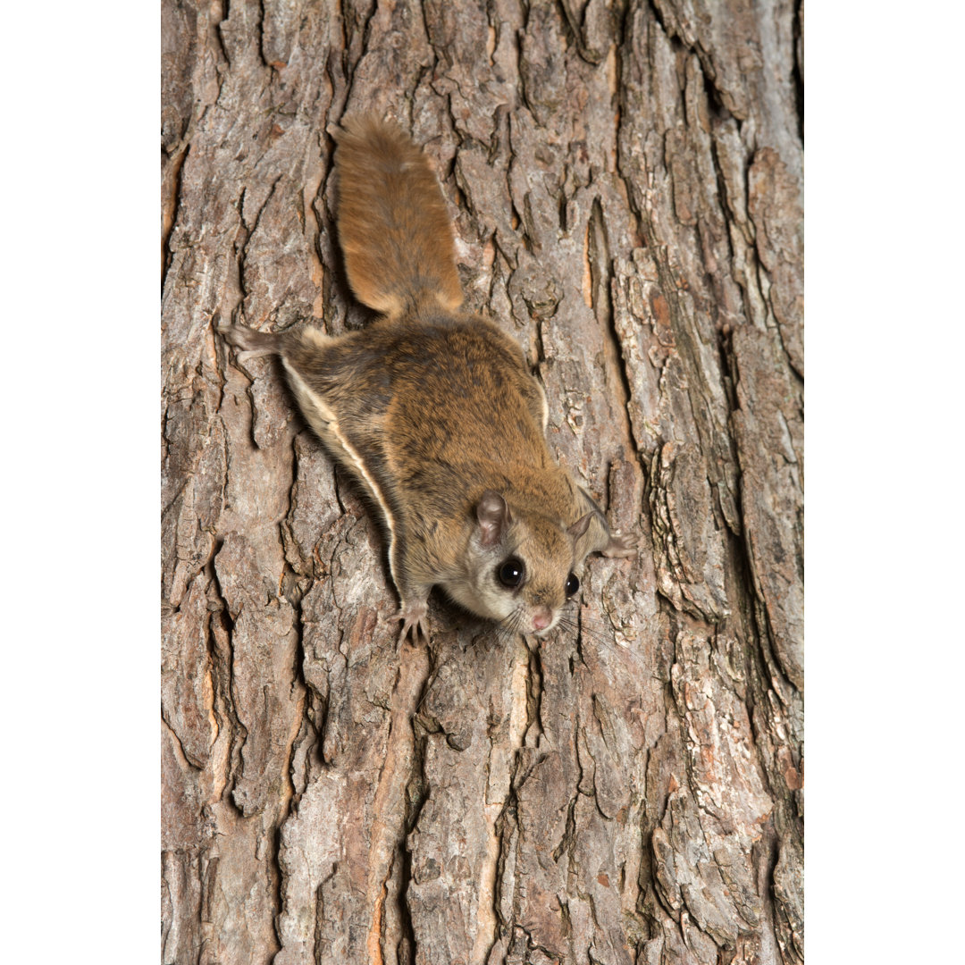 Southern Flying Squirrel - Kunstdrucke auf Leinwand