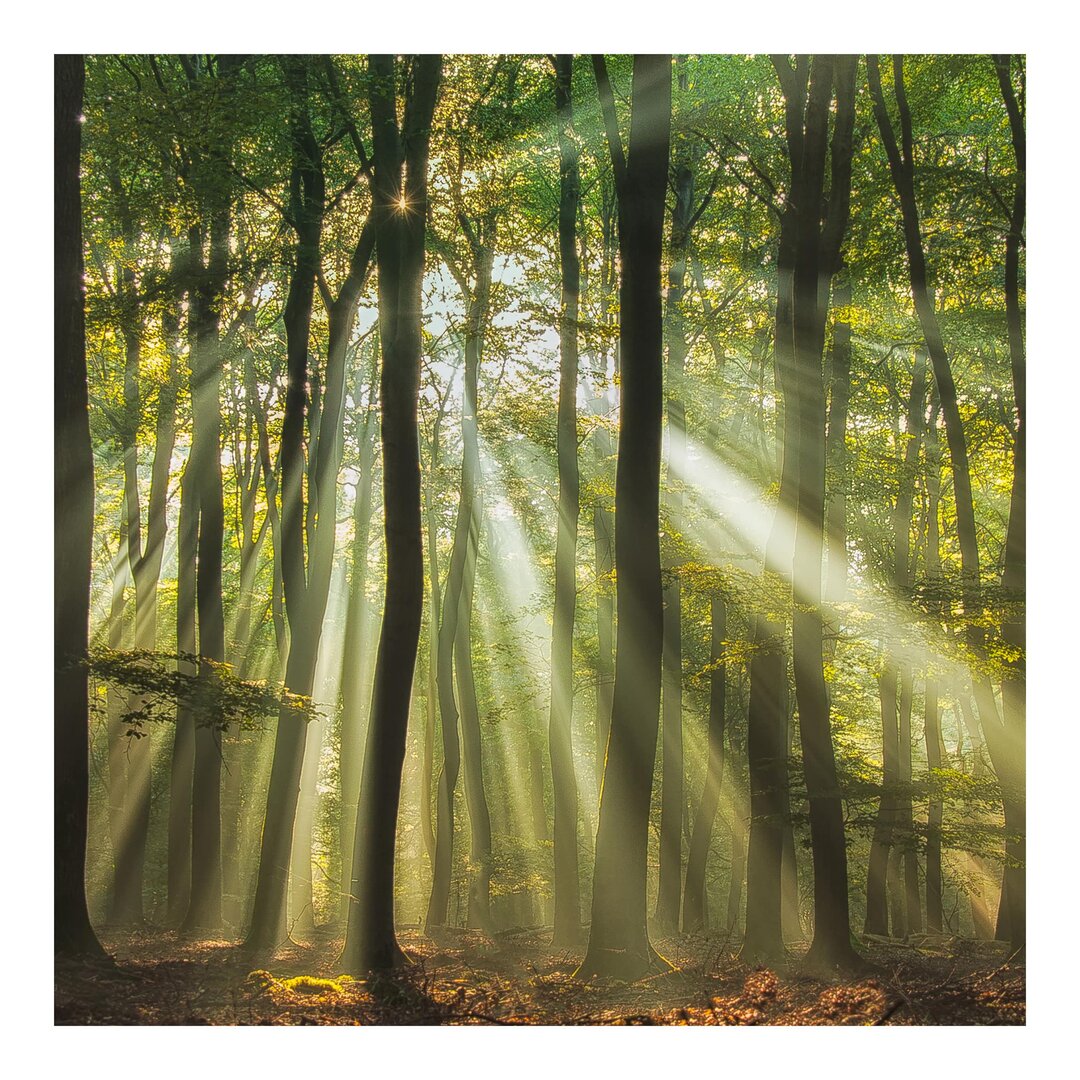 Halbglänzende Tapete Sonnentag im Wald