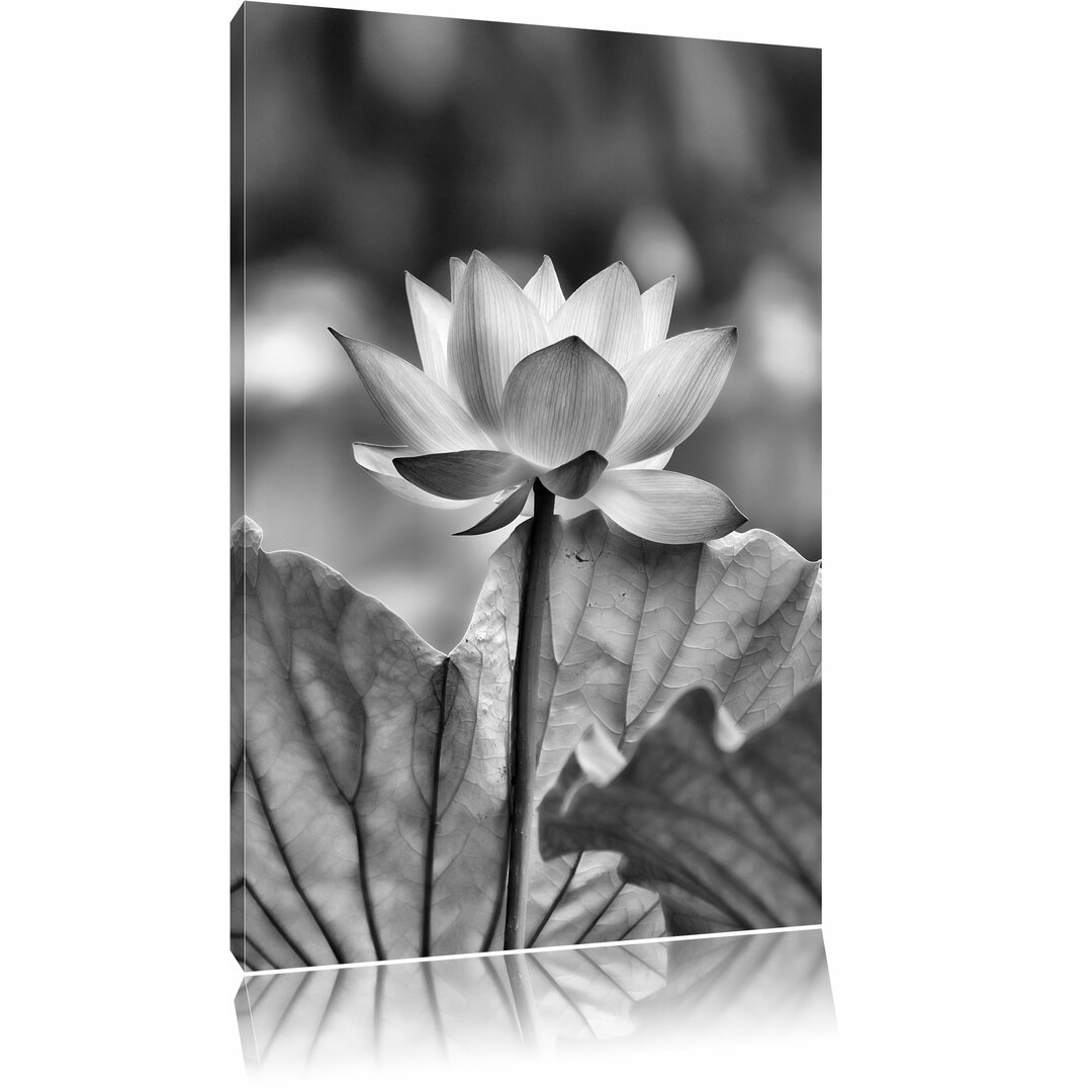 Leinwandbild Zarte rosafarbener Lotus in Monochrom