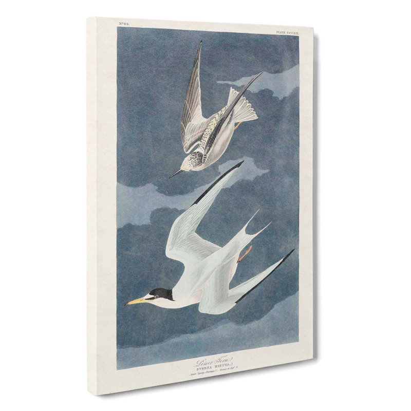 Lesser Tern Birds by John Audubon - Wrapped Canvas, 50cm H x 35cm W x 3cm D