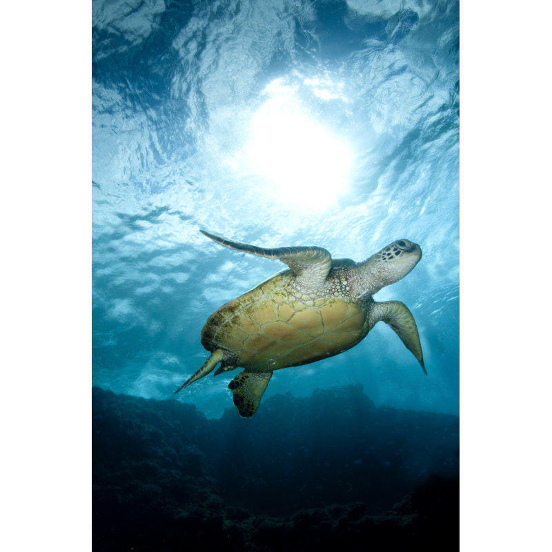 Turtle Swimming With Sunburst - Wrapped Canvas Print, 76cm H x 51cm W