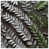 Dark Green Light Gray