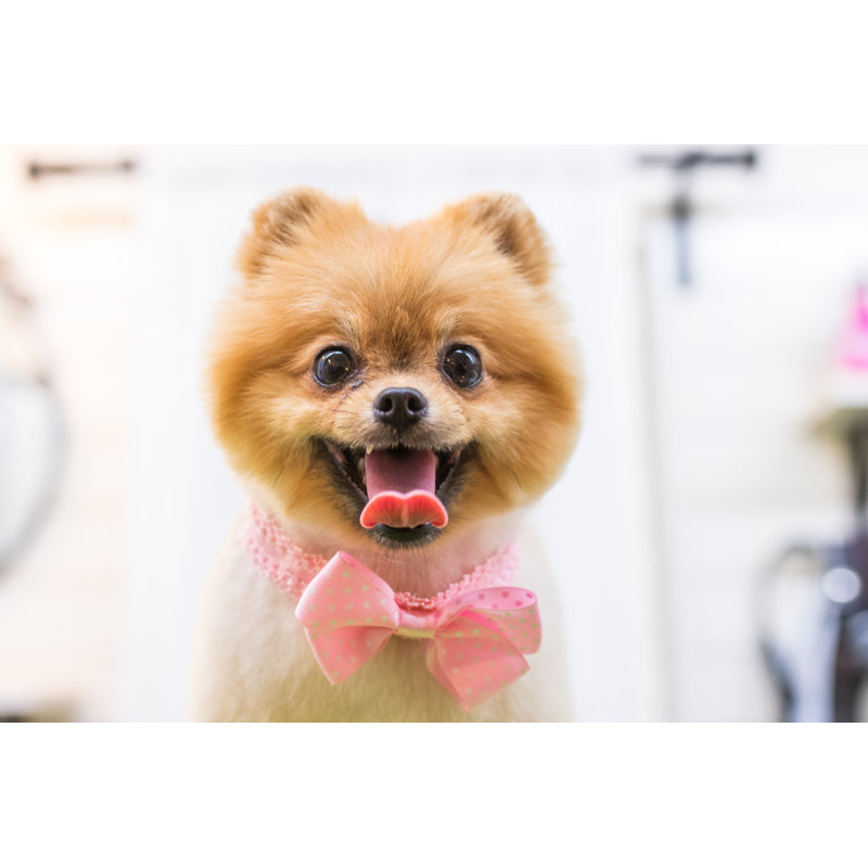 «Pomeraninan Pet Groomer» par Matic Grmek - photographie sur toile tendue, L 18 po x H 12 po